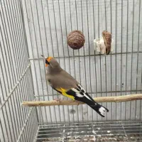 سهره دورگ قرص قرص دهن زیبا