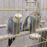 عروس هلندی های نر و ماده همه بالغ بالای دوسال|پرنده|بابل, |دیوار