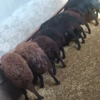 قوچ میش بره قره قزل بز گوسفند سگ گله گاو|حیوانات مزرعه|رزن, |دیوار