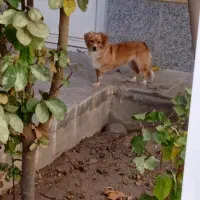 پامر روباهی