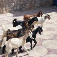 کهره نر درجه 1