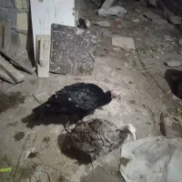 بوقلمون محلی|حیوانات مزرعه|رشت, استقامت ۲|دیوار