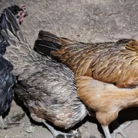 مرغ و خروس|حیوانات مزرعه|خوسف, |دیوار