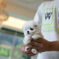 واگذاری نی نی سگ توله|سگ|تهران, صادقیه|دیوار