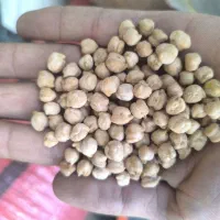 فروش نخود بذری درجه یک بصورت نقدی و چکی