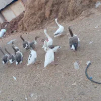 غاز|حیوانات مزرعه|بندرعباس, |دیوار