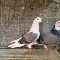 کبوتر پرشی شازده سبز