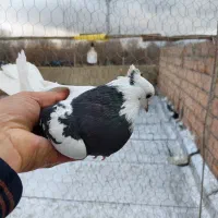 سه عدد کبوتر ماده|پرنده|ارومیه, |دیوار