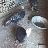 بوقلمون از بهترین نژاد|حیوانات مزرعه|زهک, |دیوار