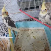 عروس هلندی