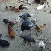 بوقلمون برنز|حیوانات مزرعه|خوی, |دیوار