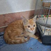 گربه نارنجی ماده سه ماهه|گربه|فردیس, شهرک ناز|دیوار