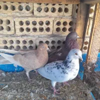 کفتر|پرنده|کاشان, مصلی|دیوار