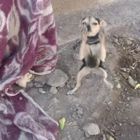 واگذاری سگ پوست اسبی خیلی کوتاه و کوچولو گوش تیز|سگ|بم, |دیوار