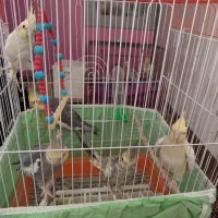 تعدادی عروس