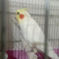 عروس هلندی