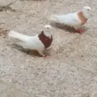 جفت طوقی خوشگل