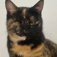 اسمش گلستان هست  .کاملن خونگی