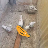 کبوتر گمشده|پرنده|قم, سعادتی|دیوار