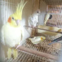 طوطی عروس هلندی ۵ تا