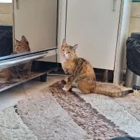 واگذاری گربه