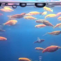 ماهی زبراسوپرباله