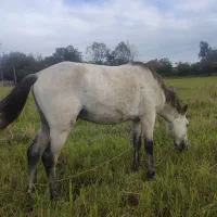 اسب|اسب و تجهیزات اسب‌سواری|ماکلوان, |دیوار