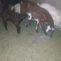 سلام بز با کره