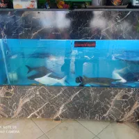 فروش ویژه آکواریوم کمددار