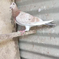 زرد هفت رنگ خطی ماده