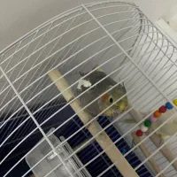 عروس هلندی ۶ ماهه|پرنده|تنکابن, |دیوار