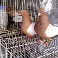 کبوتر گرفتنی صید بار کبوتر|پرنده|نیشابور, کوی یغما|دیوار