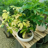 بن سای|گل و گیاه طبیعی|تهران, تجریش|دیوار