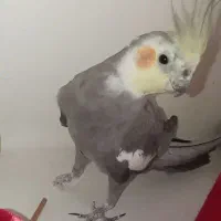 عروس هلندی گمشده