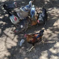 مرغ و جوجه