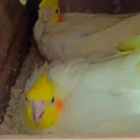 عروس هلندی لوتینو مولد  جفت با تخم|پرنده|مشهد, سیس‌آباد|دیوار