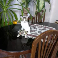 میز ناهارخوری