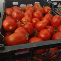 فروش گوجه سبدی|عمدهفروشی|ساری, |دیوار