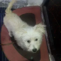 سگ شیتزو|سگ|کرمان, |دیوار