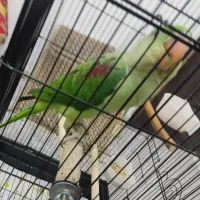 شاه طوطی 3ماهه گرینچیک راهب لوری|پرنده|قم, قم نو|دیوار