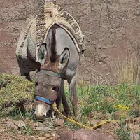 الاغ نر|حیوانات مزرعه|لواسان, |دیوار