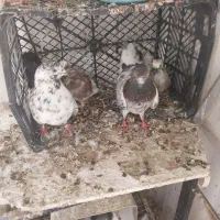 جوجه کبوتر با پدر مادر