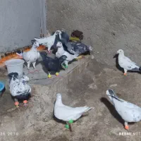 کبوترمشهدسوسکی