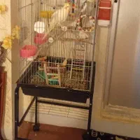 عروس هلندی نرماده باوسایل قفس چرخدار3 میلیون