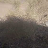 سلام کاه خار وشوره برای دامداری مناسب کیو ۱۱|عمدهفروشی|نیشابور, مازول|دیوار