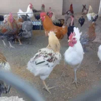 خروس و اردک|حیوانات مزرعه|فریمان, |دیوار