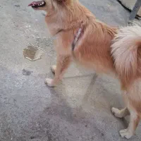 سگ شیتزو روباهی|سگ|بندر ماهشهر, |دیوار