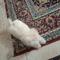 ۵ملیون|سگ|حمیدیا, |دیوار