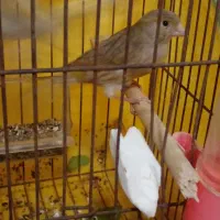 معاوضه قناری با مرغ|پرنده|رامیان, |دیوار