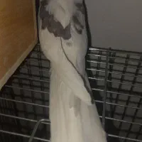 جوجه عروس هلندی